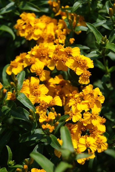 Tagetes Lucida, aksamietnica mexická, mexický estrgón, semená bylinik a kvetov,